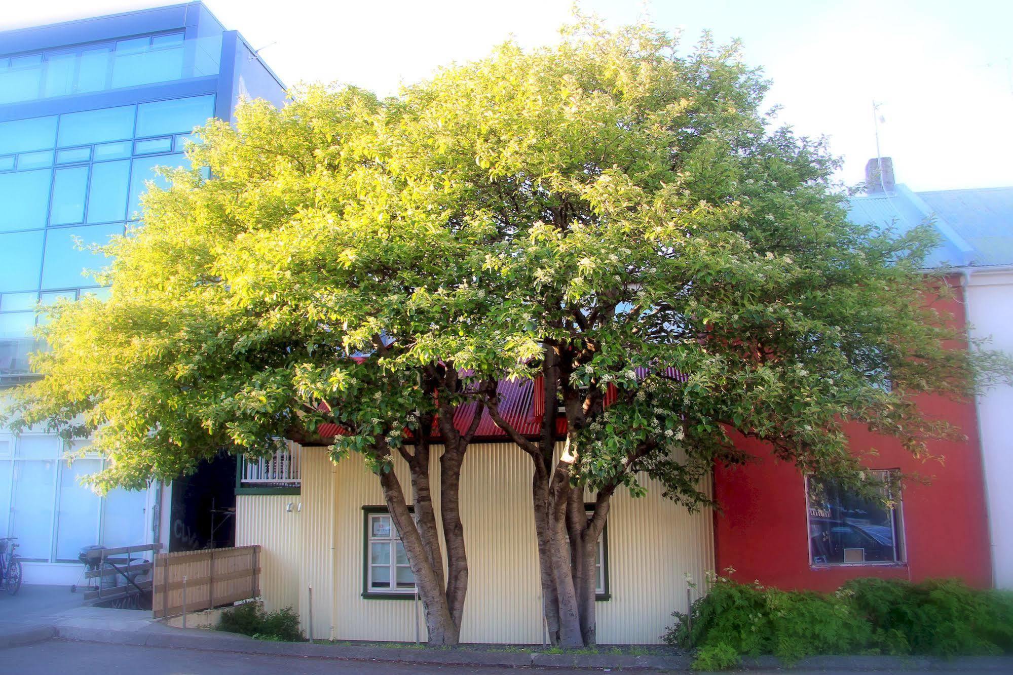 Grettir Guesthouse Reykjavik Ngoại thất bức ảnh